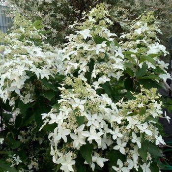 Гортензия метельчатая ‘Magical ® Starlight’ Hydrangea paniculata ‘Magical ® Starlight’